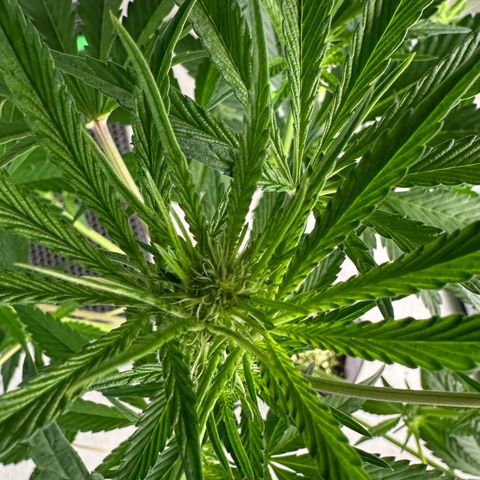CxLAZ #16 50.72g growlog timeline photo