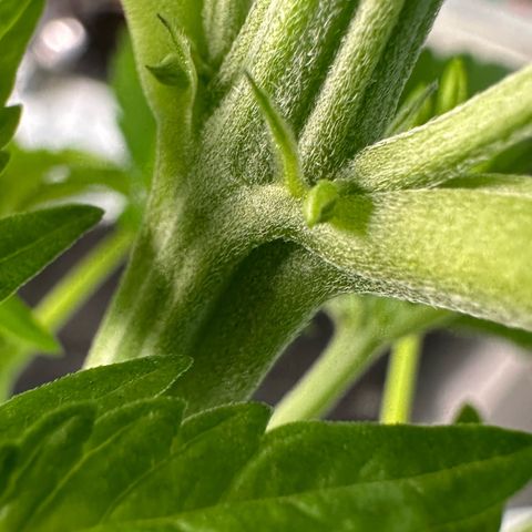 CxLAZ #16 50.72g growlog photo: Lollipoped