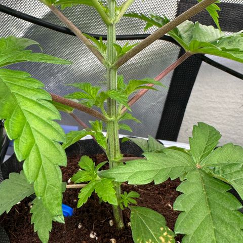 CxLAZ #16 50.72g growlog timeline photo