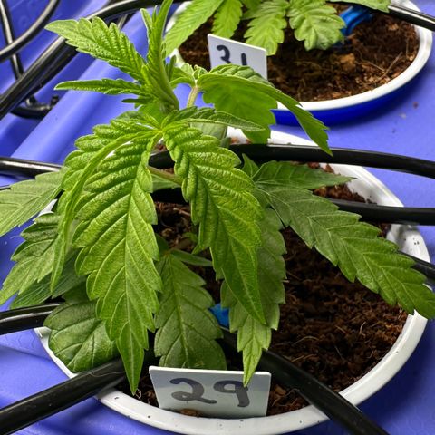 Shaman growlog timeline photo