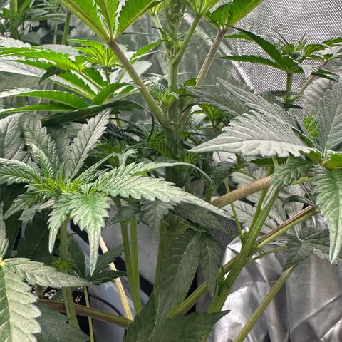 CxLAZ #16 50.72g growlog timeline photo