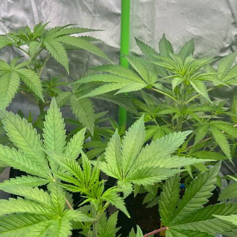 CxLAZ #16 50.72g growlog timeline photo