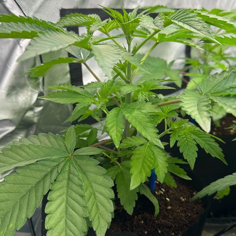 CxLAZ #16 50.72g growlog timeline photo