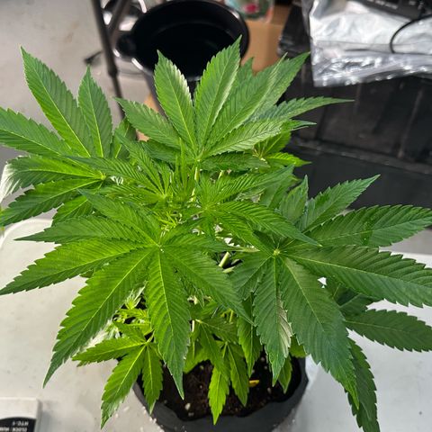 CxLAZ #16 50.72g growlog photo: Lollipoped