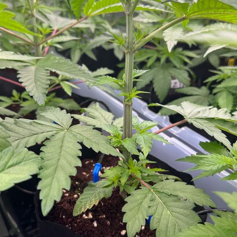 CxLAZ #16 50.72g growlog timeline photo