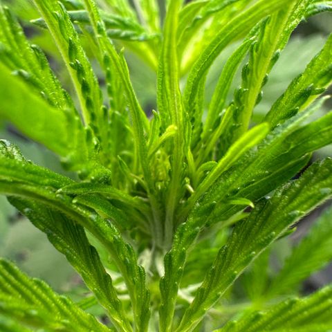 CxLAZ #16 50.72g growlog timeline photo