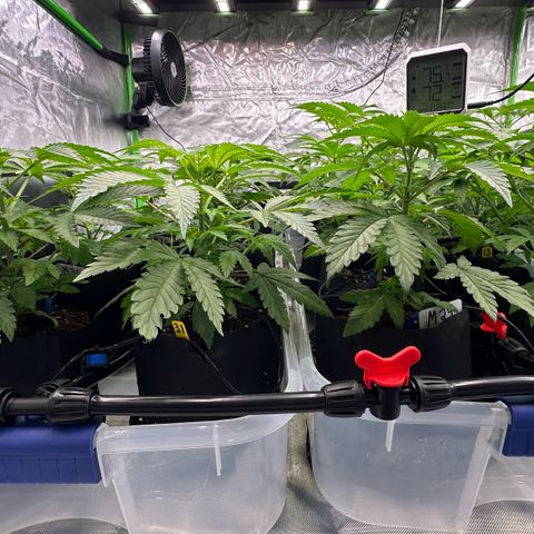 CxLAZ #16 50.72g growlog timeline photo