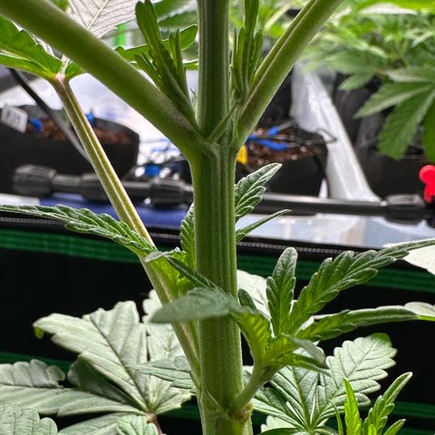 CxLAZ #16 50.72g growlog photo: Lollipoped