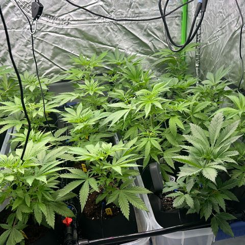 CxLAZ #16 50.72g growlog timeline photo