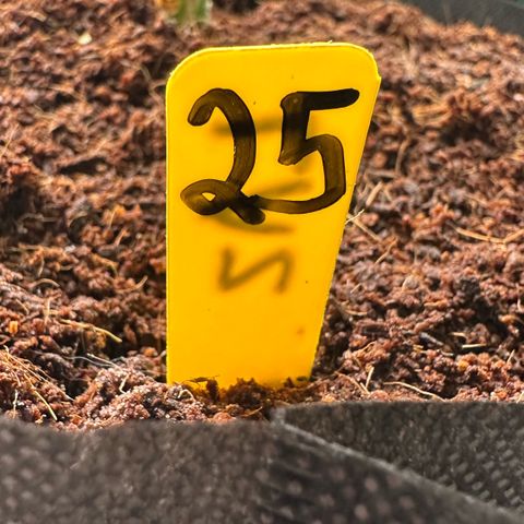 CxLAZ #16 50.72g growlog photo: Lollipoped