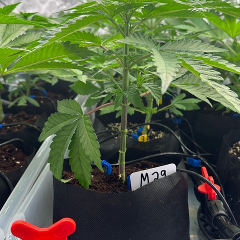 CxLAZ #16 50.72g growlog photo: Lollipoped