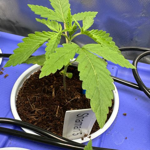 Shaman growlog timeline photo