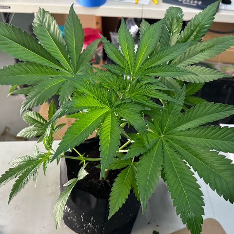 CxLAZ #16 50.72g growlog photo: Lollipoped