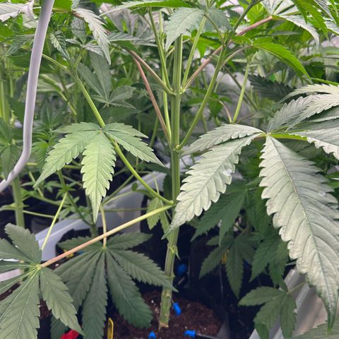 CxLAZ #16 50.72g growlog timeline photo