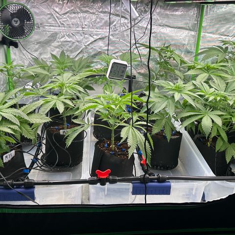 CxLAZ #16 50.72g growlog timeline photo