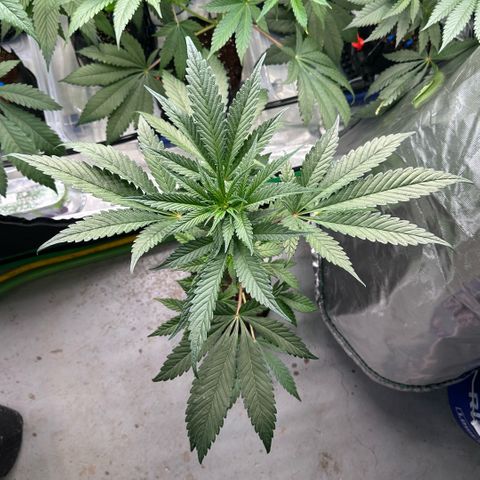 CxLAZ #16 50.72g growlog timeline photo