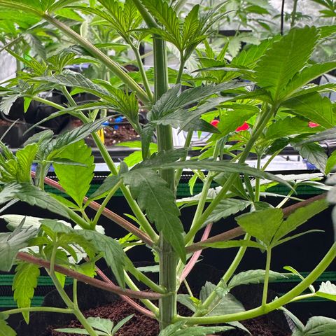 CxLAZ #16 50.72g growlog photo: Lollipoped