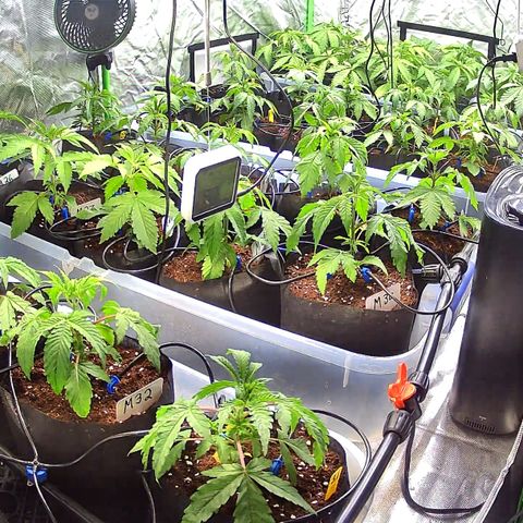 Misc x (LA Kush x Zkittles) #26 60.7g growlog timeline photo