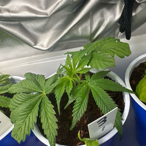 CxLAZ #03 C #1 58.58g growlog timeline photo