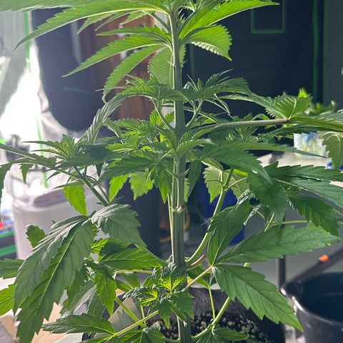 CxLAZ #16 50.72g growlog photo: Lollipoped