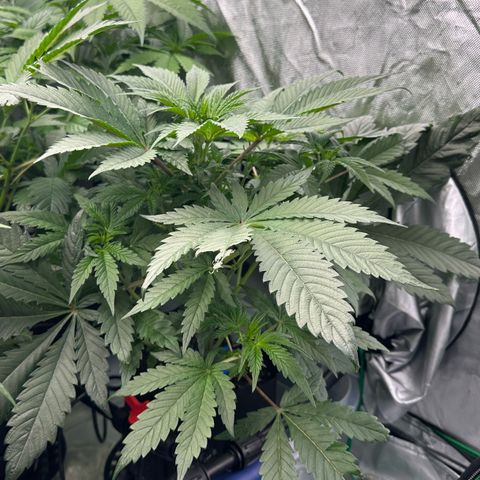 CxLAZ #16 50.72g growlog timeline photo