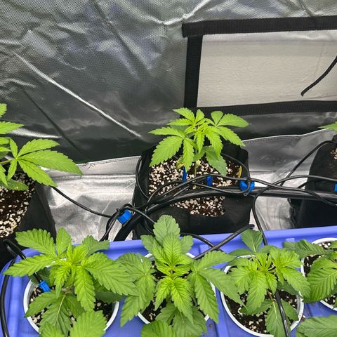 Misc x (LA Kush x Zkittles) #26 60.7g growlog timeline photo
