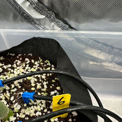 CxLAZ #16 50.72g growlog timeline photo