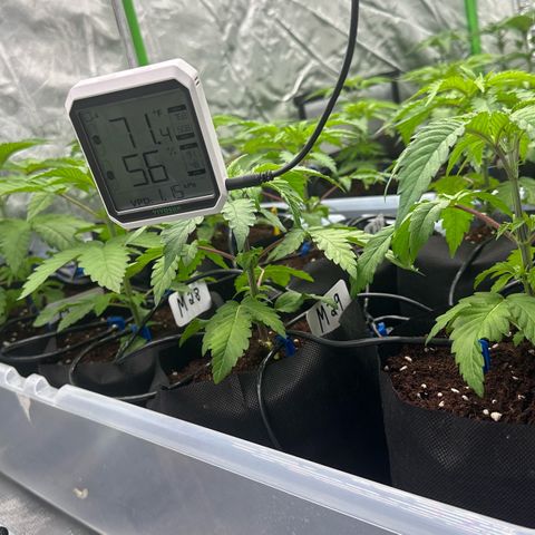 CxLAZ #16 50.72g growlog timeline photo