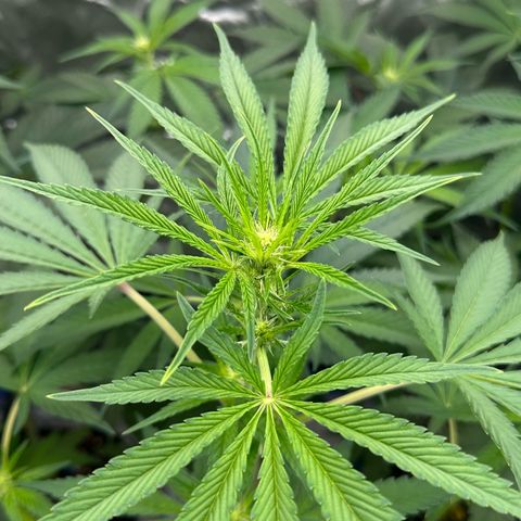 CxLAZ #16 50.72g growlog timeline photo