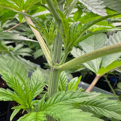 CxLAZ #16 50.72g growlog photo: Lollipoped