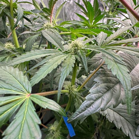 CxLAZ #16 50.72g growlog photo: Pollenated bud site