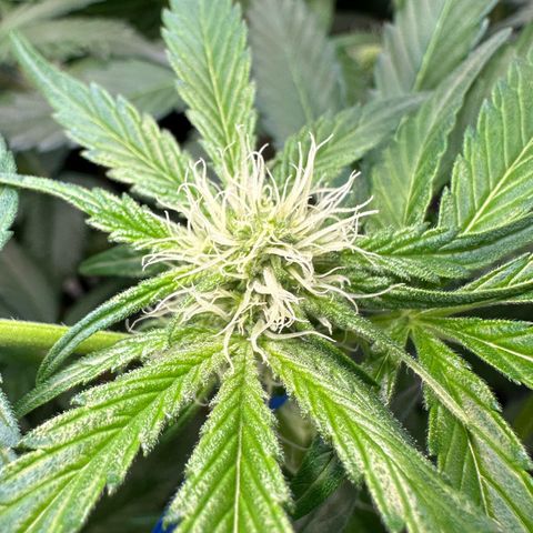 CxLAZ #11 50.28g growlog photo: Pollenated bud site