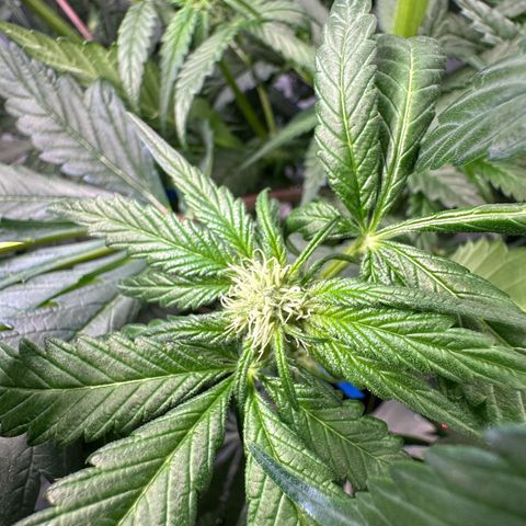CxLAZ #16 50.72g growlog photo: Pollenated bud site