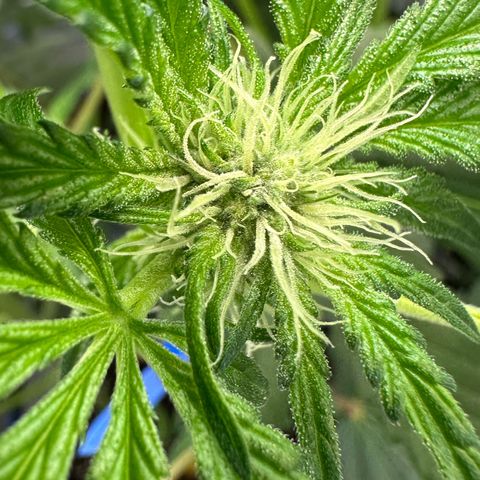CxLAZ #16 50.72g growlog photo: Pollenated bud site