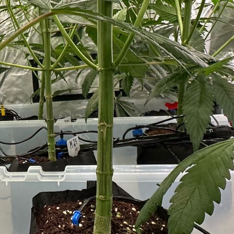 CxLAZ #16 50.72g growlog photo: Pollenated bud site