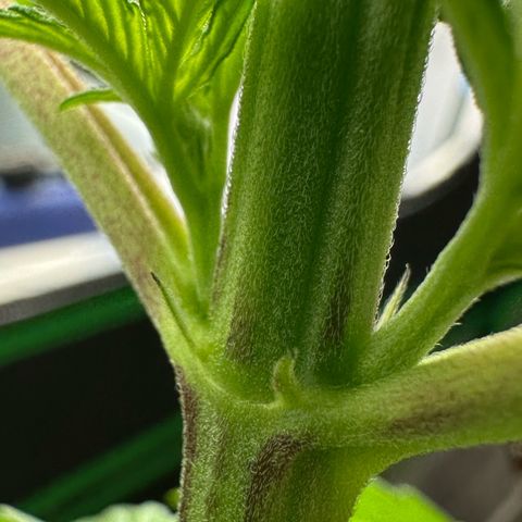 CxLAZ #16 50.72g growlog photo: Lollipoped