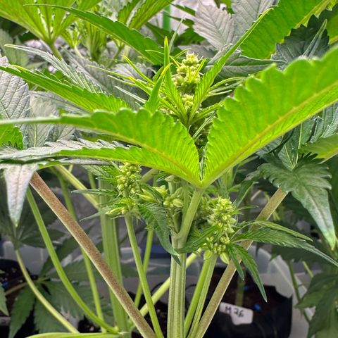 CxLAZ #16 50.72g growlog timeline photo