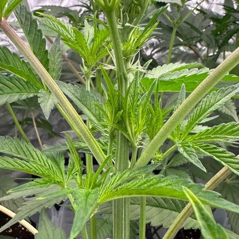 CxLAZ #16 50.72g growlog timeline photo