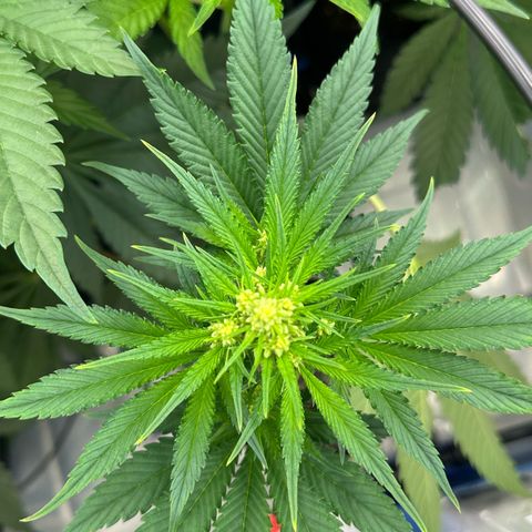 CxLAZ #16 50.72g growlog timeline photo