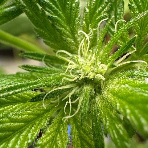Misc x (LA Kush x Zkittles) #04 10.54g growlog photo: Pollenated bud site
