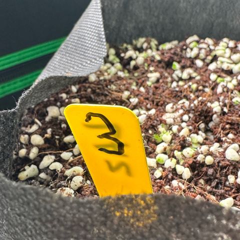 CxLAZ #16 50.72g growlog photo: Lollipoped