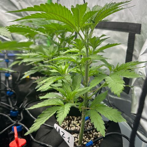 CxLAZ #16 50.72g growlog timeline photo
