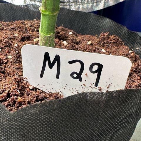 CxLAZ #16 50.72g growlog timeline photo