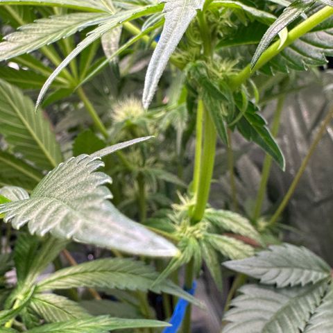 CxLAZ #16 50.72g growlog photo: Pollenated bud site