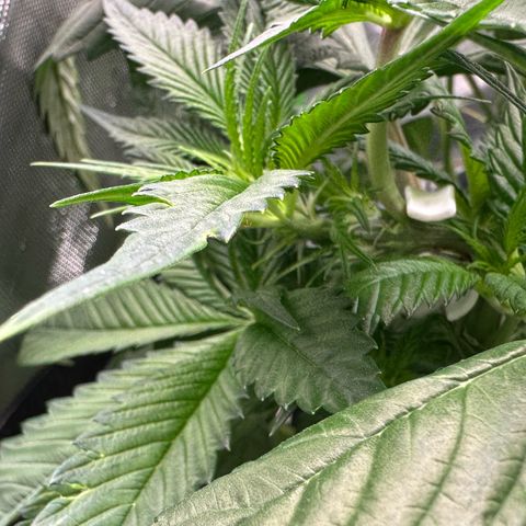 CxLAZ #16 50.72g growlog timeline photo