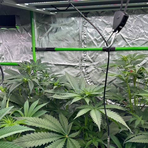 CxLAZ #16 50.72g growlog timeline photo