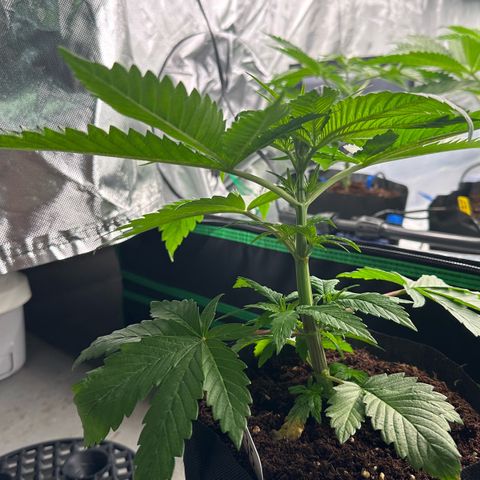 CxLAZ #16 50.72g growlog photo: Lollipoped
