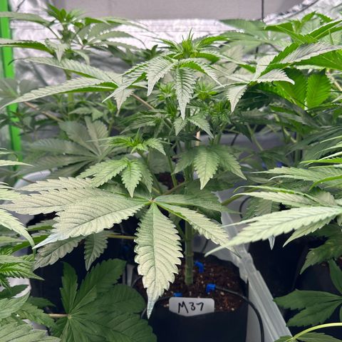 CxLAZ #16 50.72g growlog timeline photo