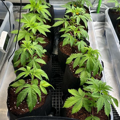 Misc x (LA Kush x Zkittles) #26 60.7g growlog timeline photo