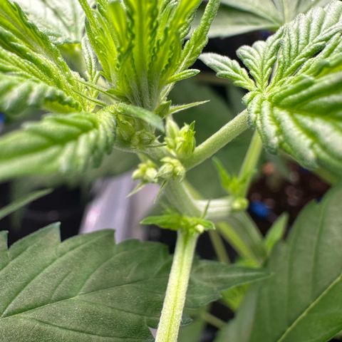 CxLAZ #16 50.72g growlog timeline photo